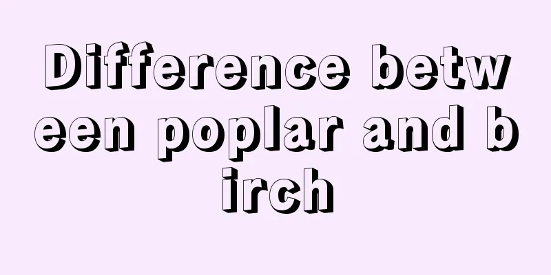 Difference between poplar and birch