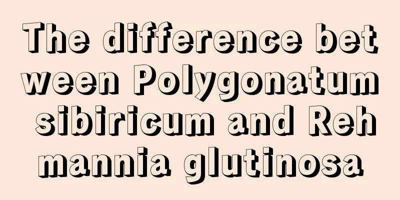 The difference between Polygonatum sibiricum and Rehmannia glutinosa