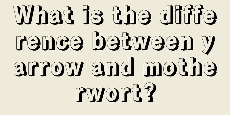 What is the difference between yarrow and motherwort?