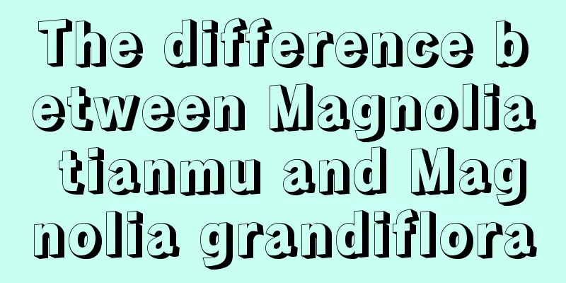 The difference between Magnolia tianmu and Magnolia grandiflora