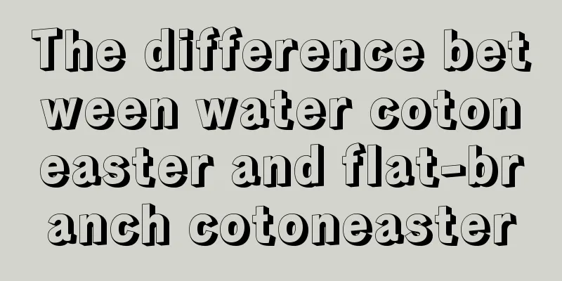 The difference between water cotoneaster and flat-branch cotoneaster