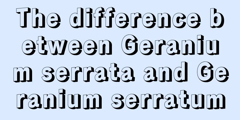 The difference between Geranium serrata and Geranium serratum