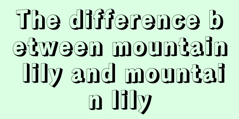 The difference between mountain lily and mountain lily