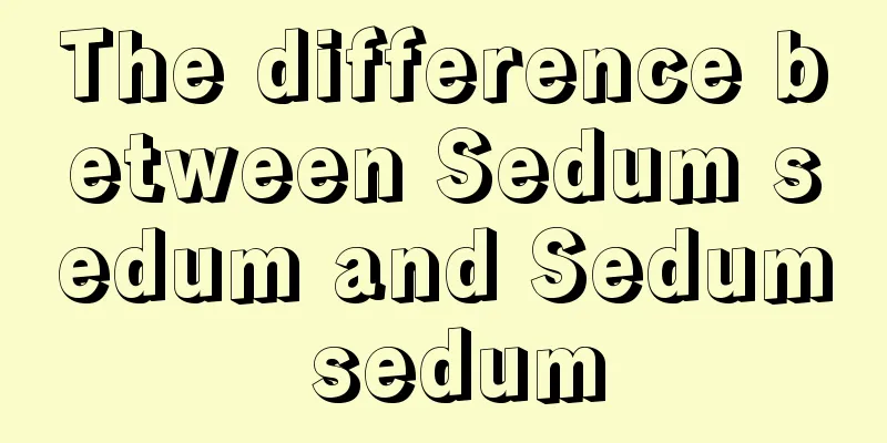 The difference between Sedum sedum and Sedum sedum