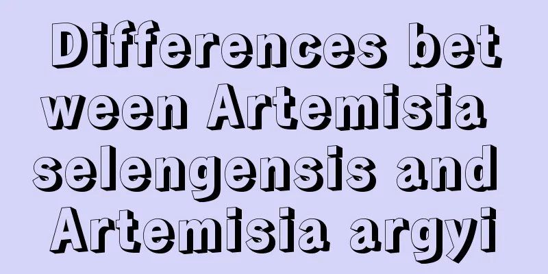 Differences between Artemisia selengensis and Artemisia argyi