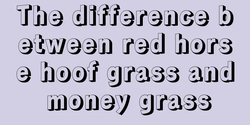 The difference between red horse hoof grass and money grass