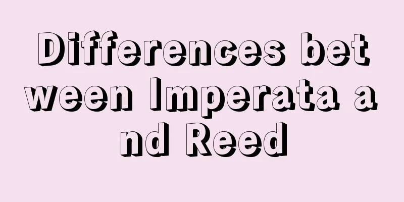 Differences between Imperata and Reed