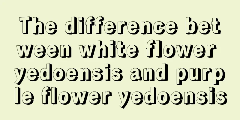 The difference between white flower yedoensis and purple flower yedoensis