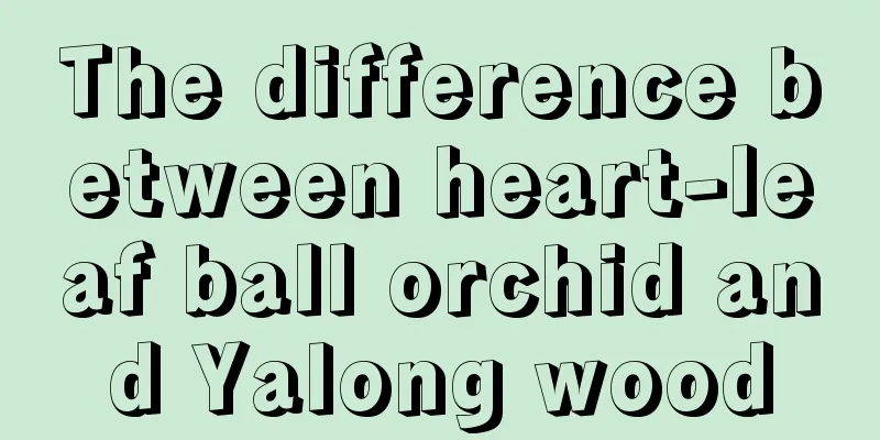 The difference between heart-leaf ball orchid and Yalong wood