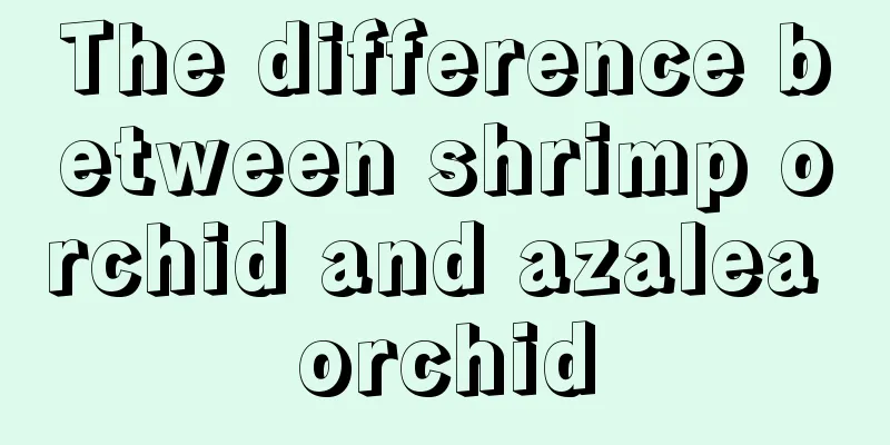 The difference between shrimp orchid and azalea orchid