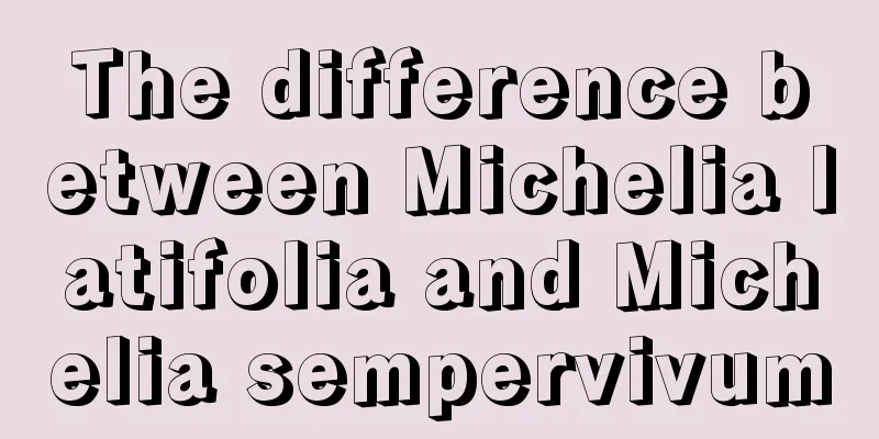 The difference between Michelia latifolia and Michelia sempervivum