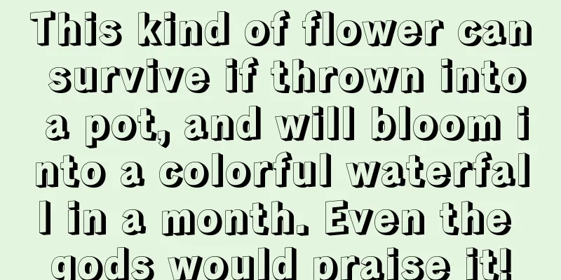 This kind of flower can survive if thrown into a pot, and will bloom into a colorful waterfall in a month. Even the gods would praise it!