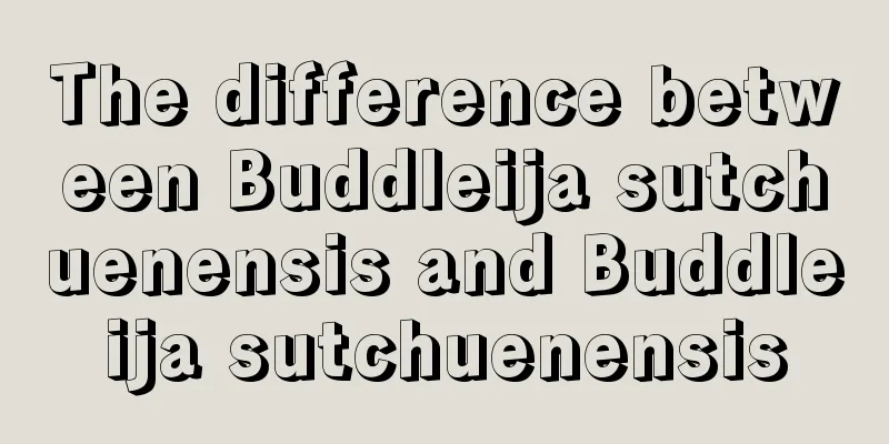 The difference between Buddleija sutchuenensis and Buddleija sutchuenensis