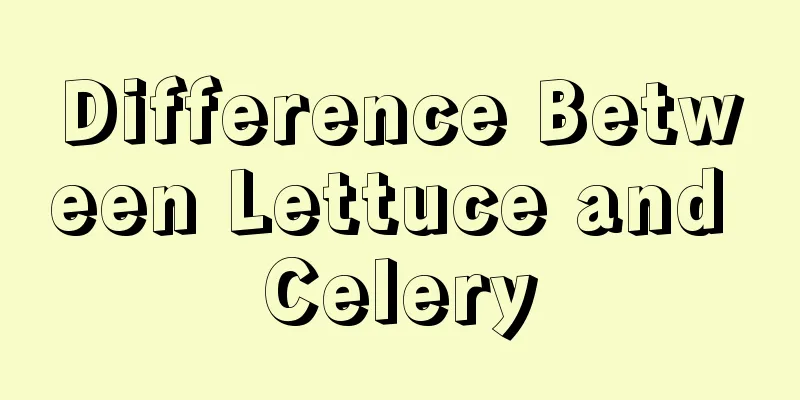 Difference Between Lettuce and Celery