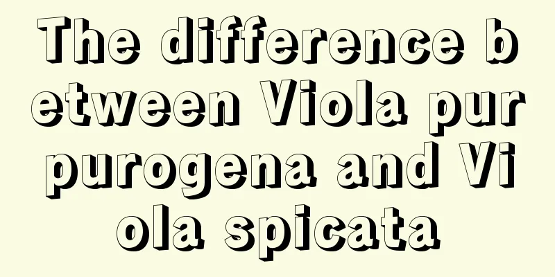 The difference between Viola purpurogena and Viola spicata