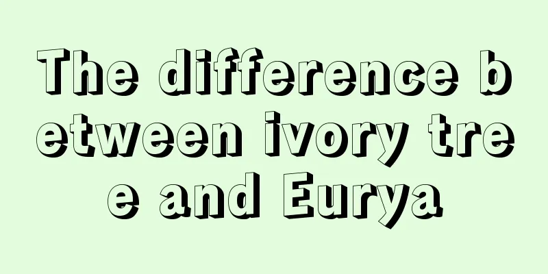 The difference between ivory tree and Eurya