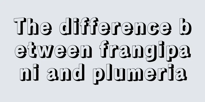 The difference between frangipani and plumeria