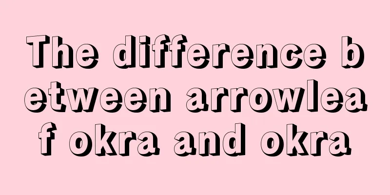 The difference between arrowleaf okra and okra