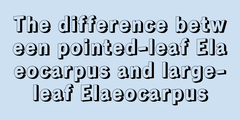 The difference between pointed-leaf Elaeocarpus and large-leaf Elaeocarpus