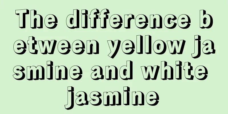 The difference between yellow jasmine and white jasmine