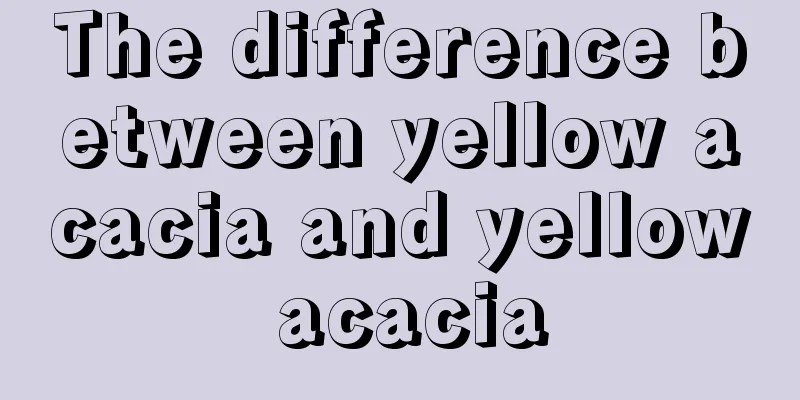 The difference between yellow acacia and yellow acacia