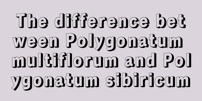 The difference between Polygonatum multiflorum and Polygonatum sibiricum