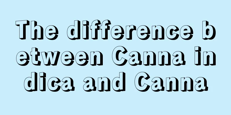 The difference between Canna indica and Canna