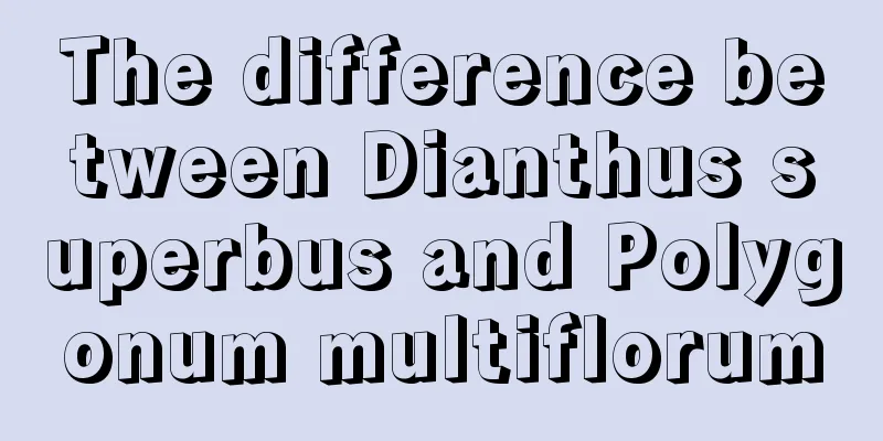 The difference between Dianthus superbus and Polygonum multiflorum