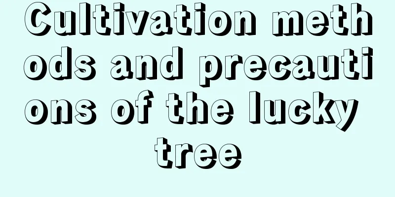 Cultivation methods and precautions of the lucky tree