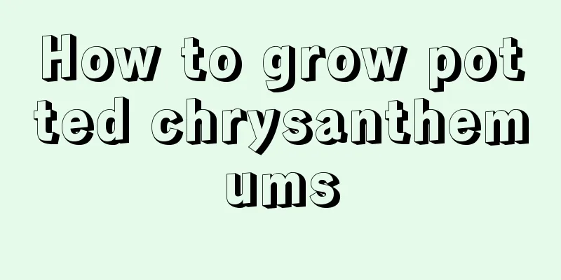 How to grow potted chrysanthemums