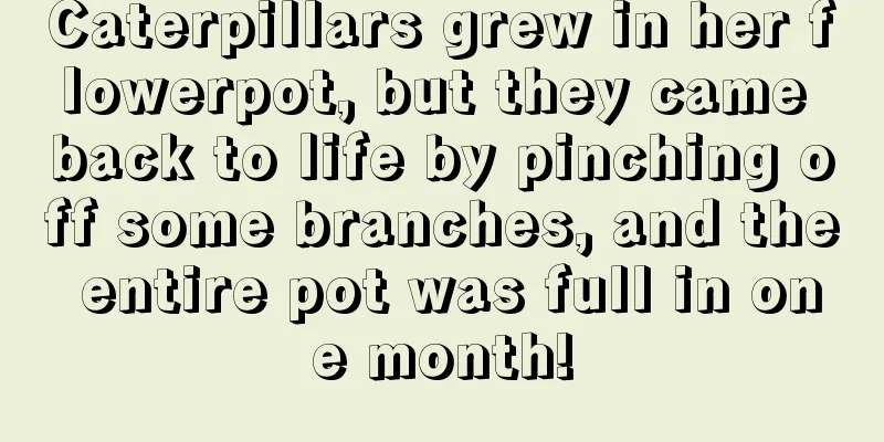 Caterpillars grew in her flowerpot, but they came back to life by pinching off some branches, and the entire pot was full in one month!