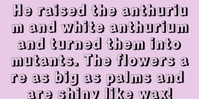 He raised the anthurium and white anthurium and turned them into mutants. The flowers are as big as palms and are shiny like wax!