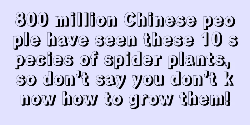 800 million Chinese people have seen these 10 species of spider plants, so don’t say you don’t know how to grow them!