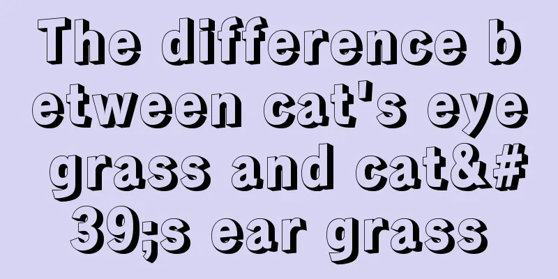 The difference between cat's eye grass and cat's ear grass