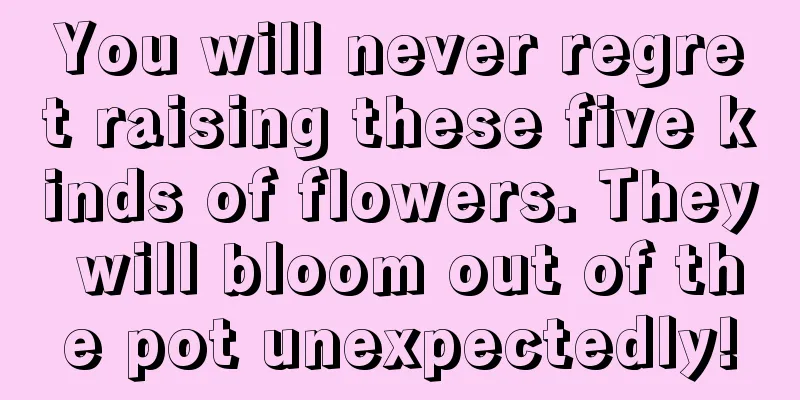 You will never regret raising these five kinds of flowers. They will bloom out of the pot unexpectedly!