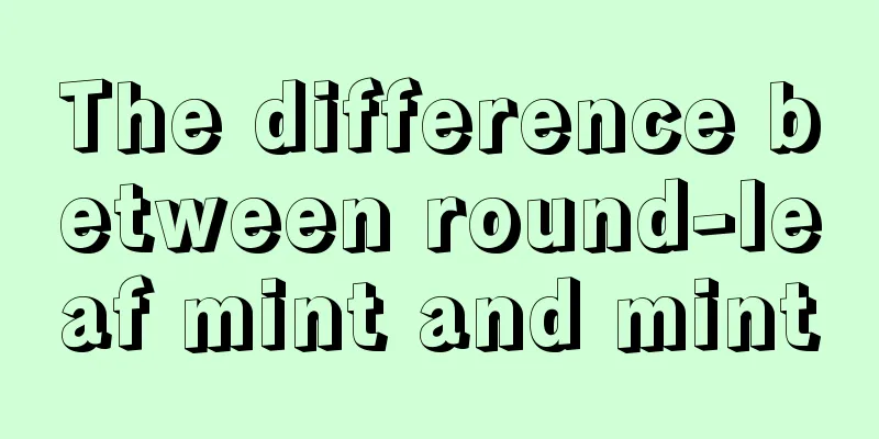 The difference between round-leaf mint and mint