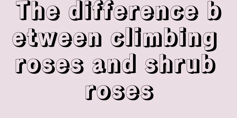 The difference between climbing roses and shrub roses