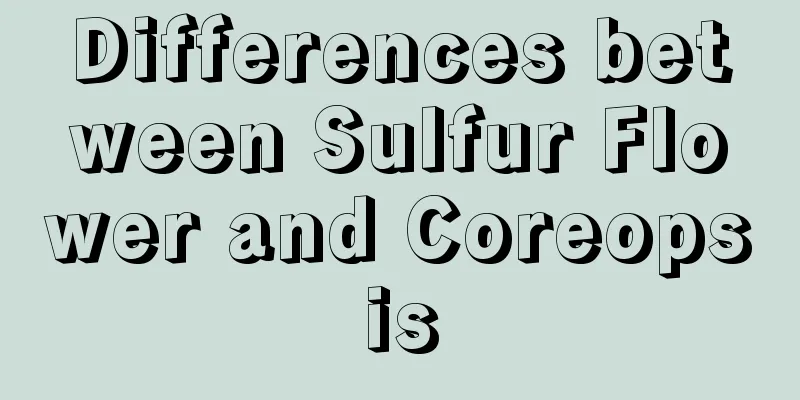 Differences between Sulfur Flower and Coreopsis