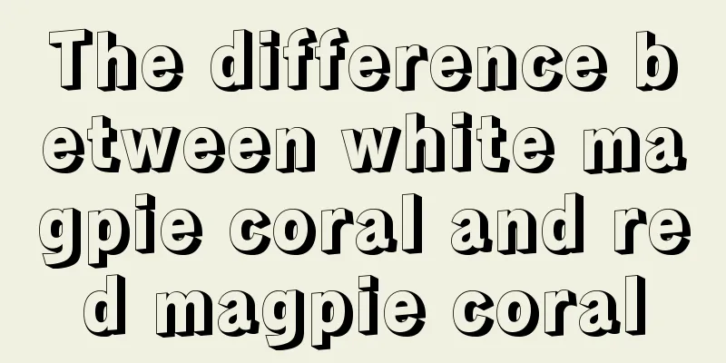 The difference between white magpie coral and red magpie coral