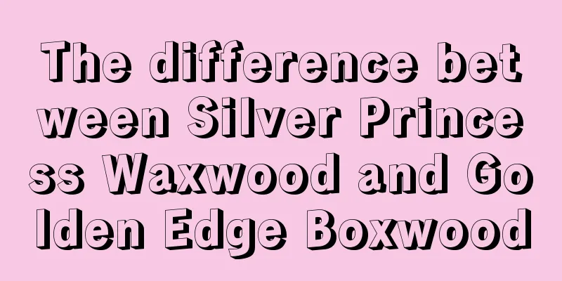 The difference between Silver Princess Waxwood and Golden Edge Boxwood