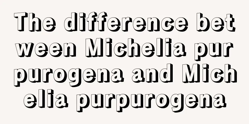 The difference between Michelia purpurogena and Michelia purpurogena