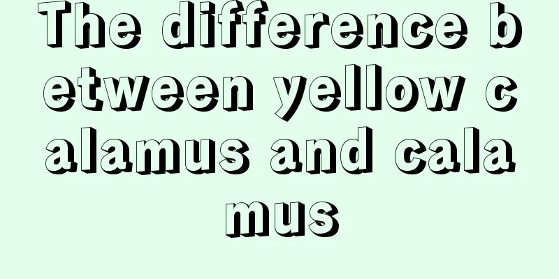 The difference between yellow calamus and calamus