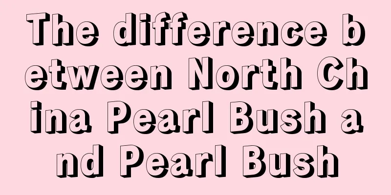 The difference between North China Pearl Bush and Pearl Bush