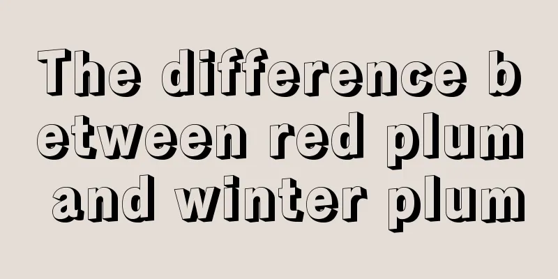 The difference between red plum and winter plum