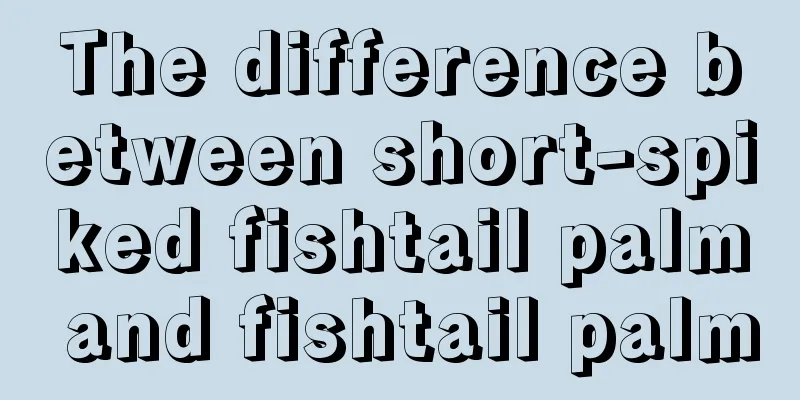 The difference between short-spiked fishtail palm and fishtail palm