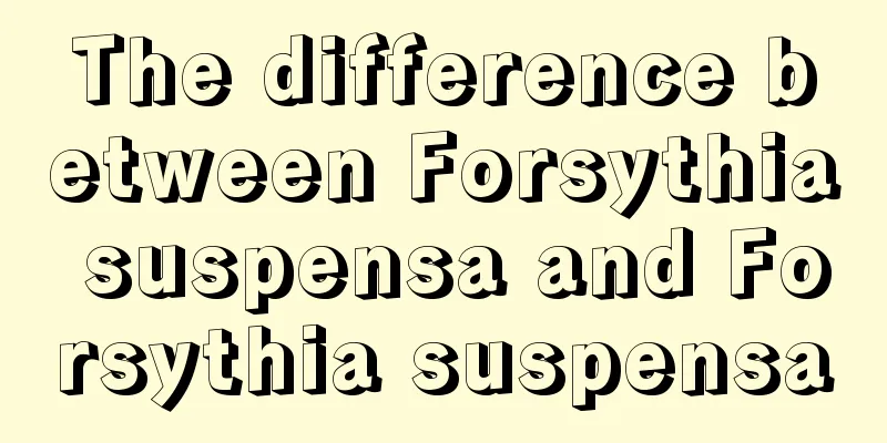 The difference between Forsythia suspensa and Forsythia suspensa