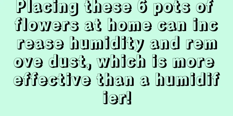 Placing these 6 pots of flowers at home can increase humidity and remove dust, which is more effective than a humidifier!