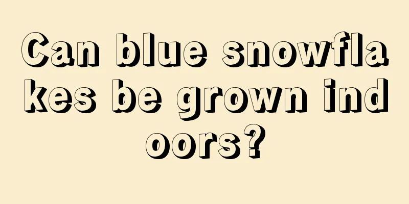 Can blue snowflakes be grown indoors?