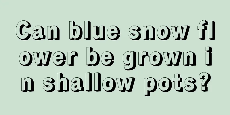 Can blue snow flower be grown in shallow pots?