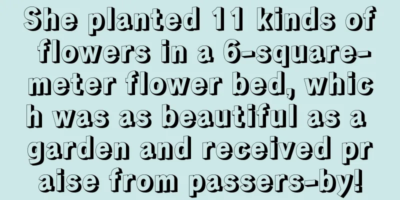 She planted 11 kinds of flowers in a 6-square-meter flower bed, which was as beautiful as a garden and received praise from passers-by!